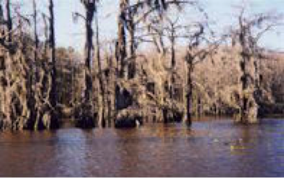 Caddo Lake