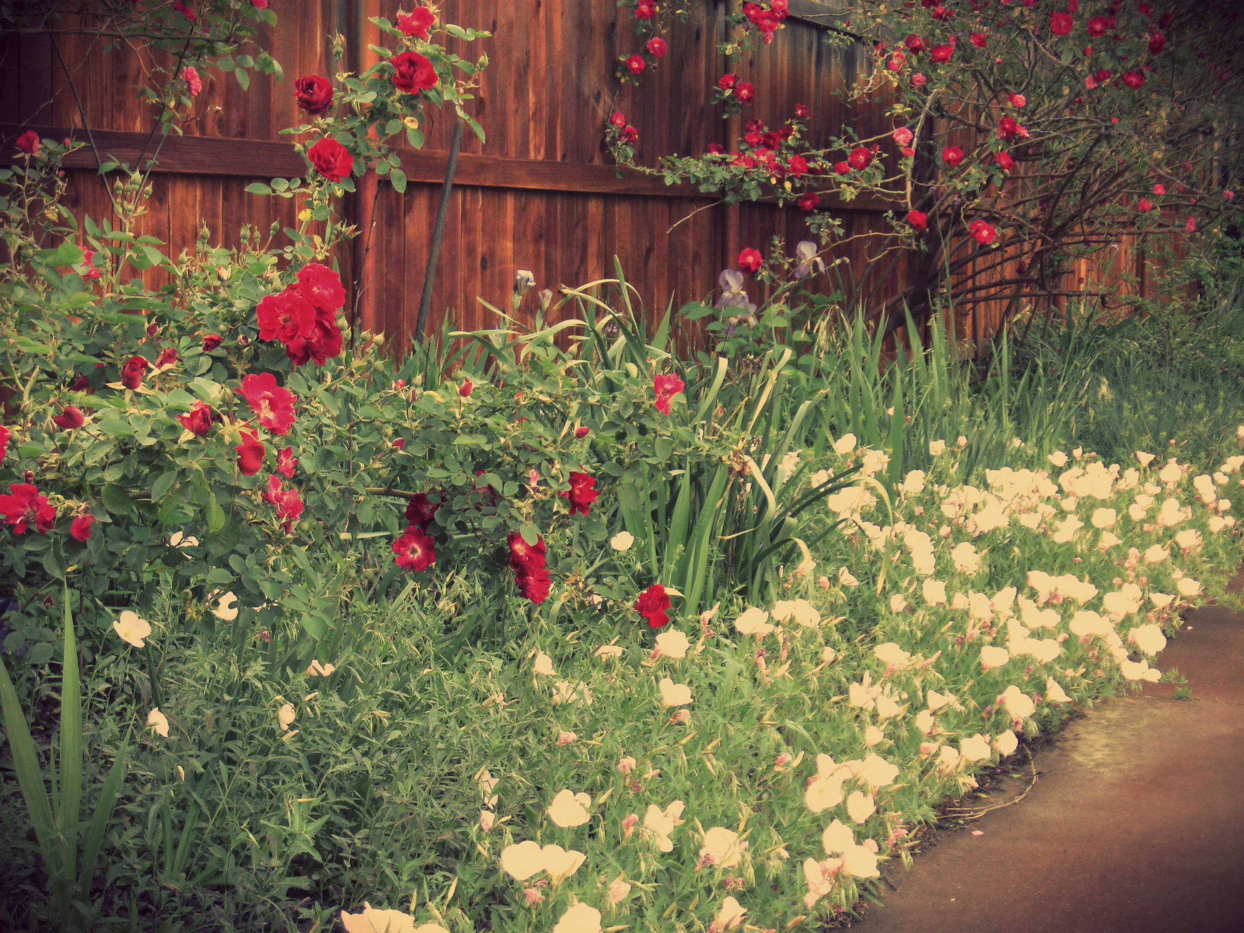 garden websitea.jpg