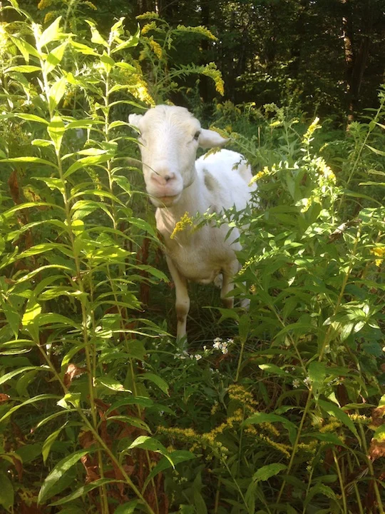 Sheep 2