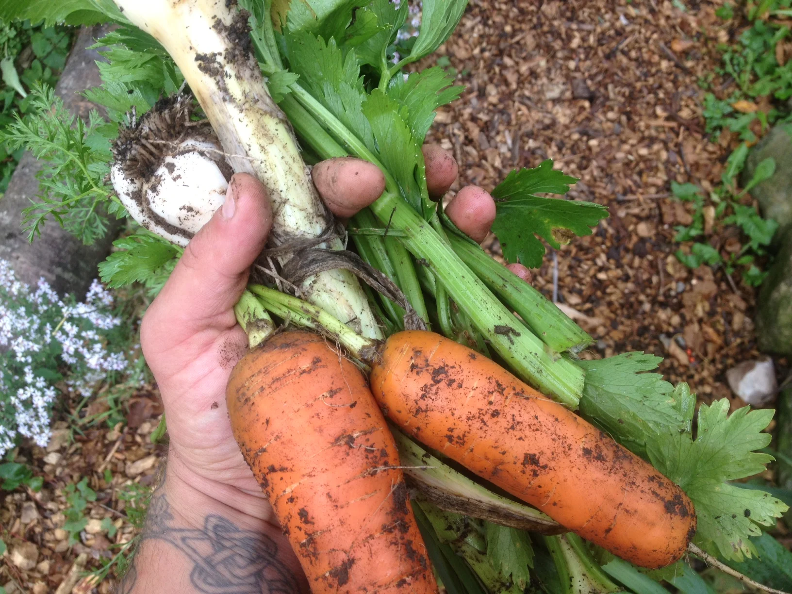 Veg from the garden