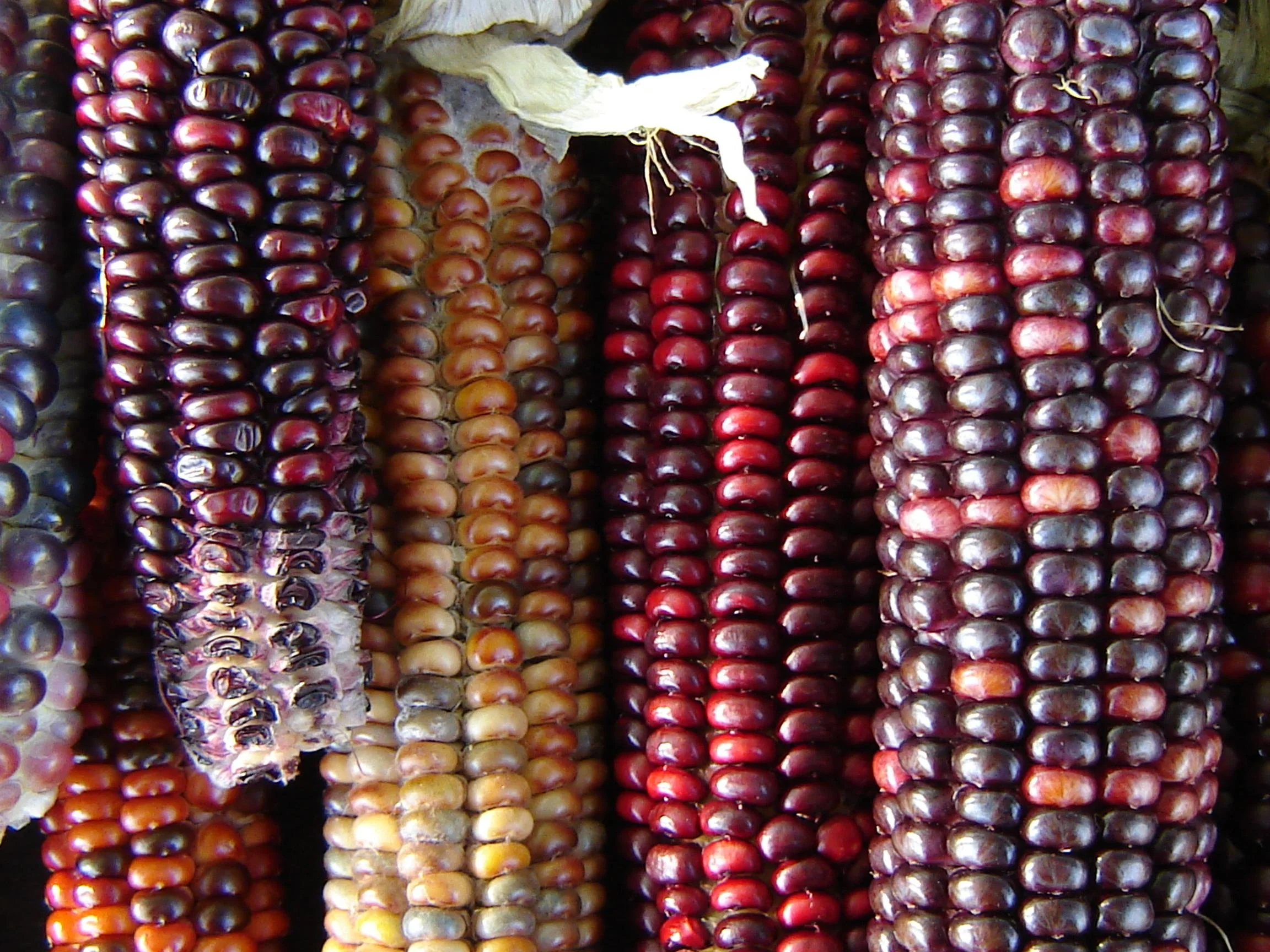 corn.jpg