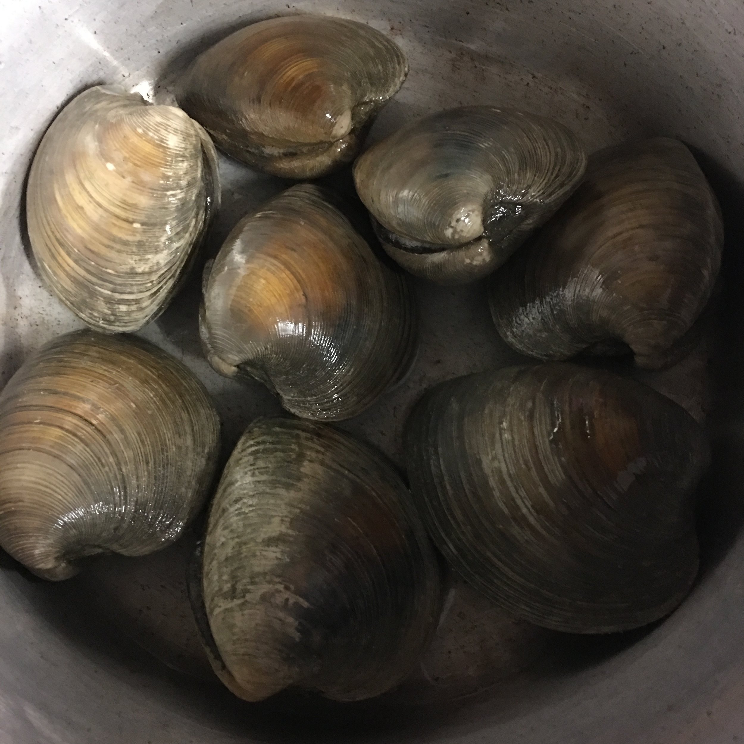 Plump quahog clams ready for a steam!&nbsp;