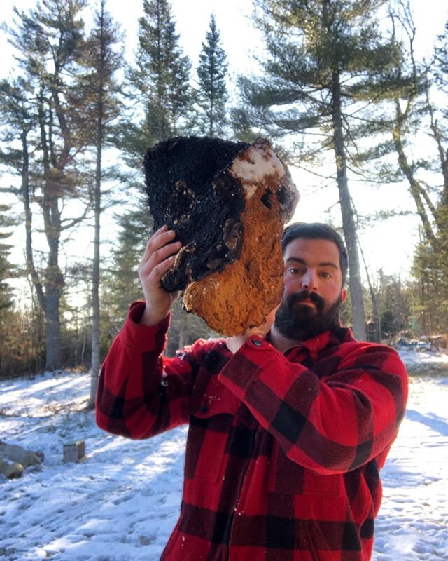 When the landscape is frozen and covered with snow, it’s into the forest to search the birch trees we go! Adventuring a little off trail led the boys and I to this whopper of a chaga specimen!