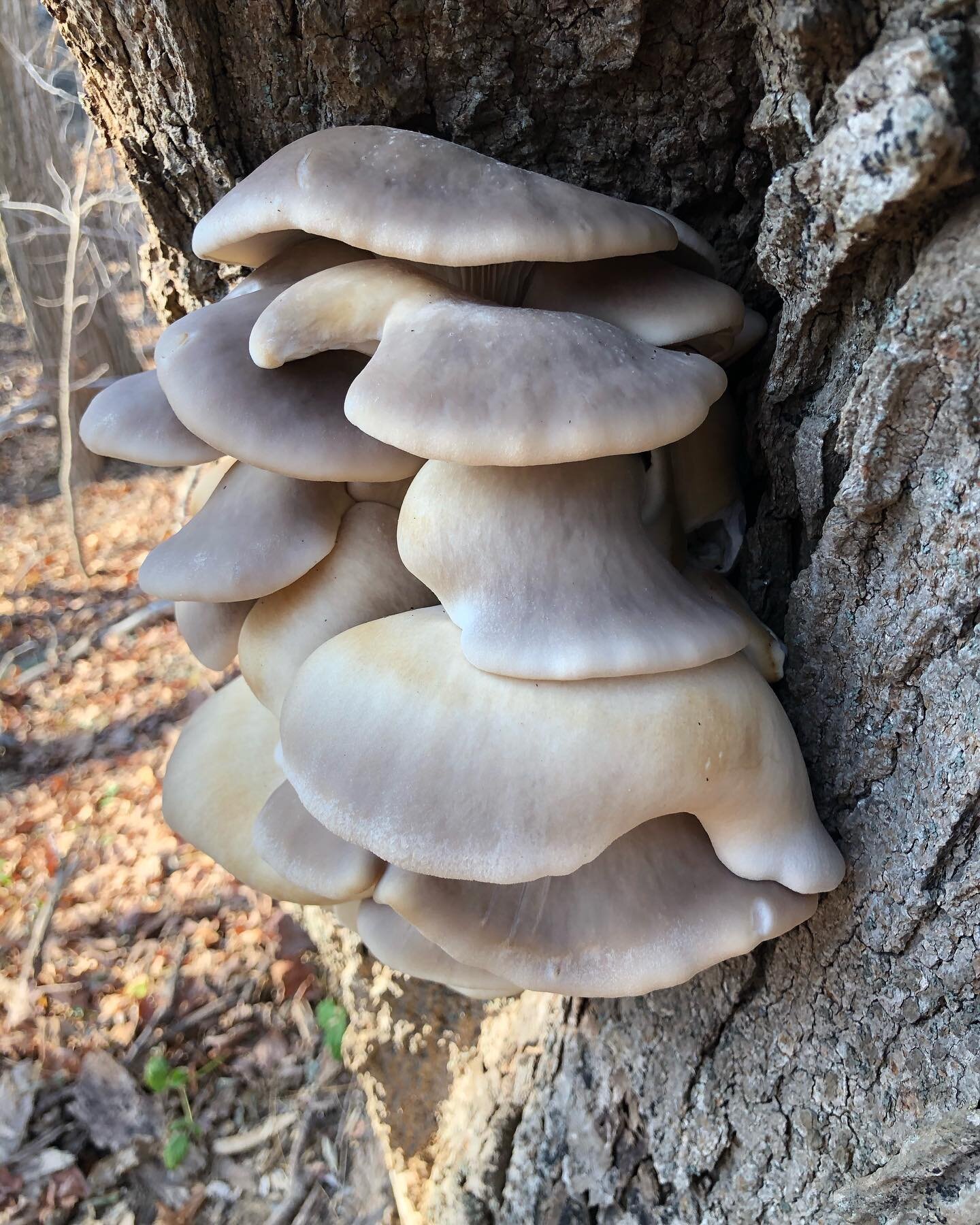 A beautiful late season oyster score found just a few minutes after talking to a neighbor about mushroom foraging. Cooked it up with plenty of butter, wild turkey tenders and fresh herbs.