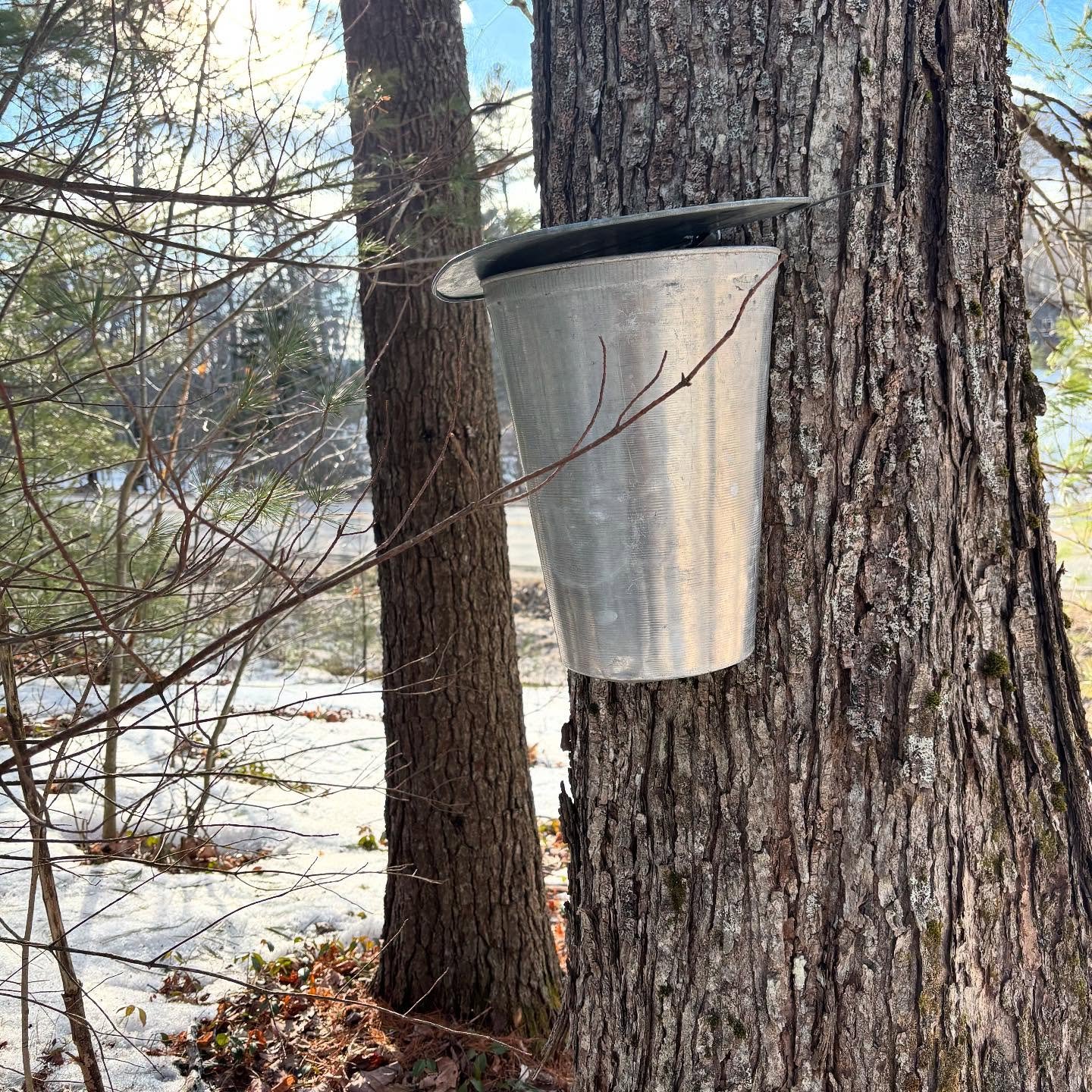 Soaking up the sun in Southern California while the sap flows back in Maine. It&rsquo;s been a few years since I&rsquo;ve had access to a sugarbush but thankful for the bounty of years past to still keep my pantry stocked for another year. Not partic