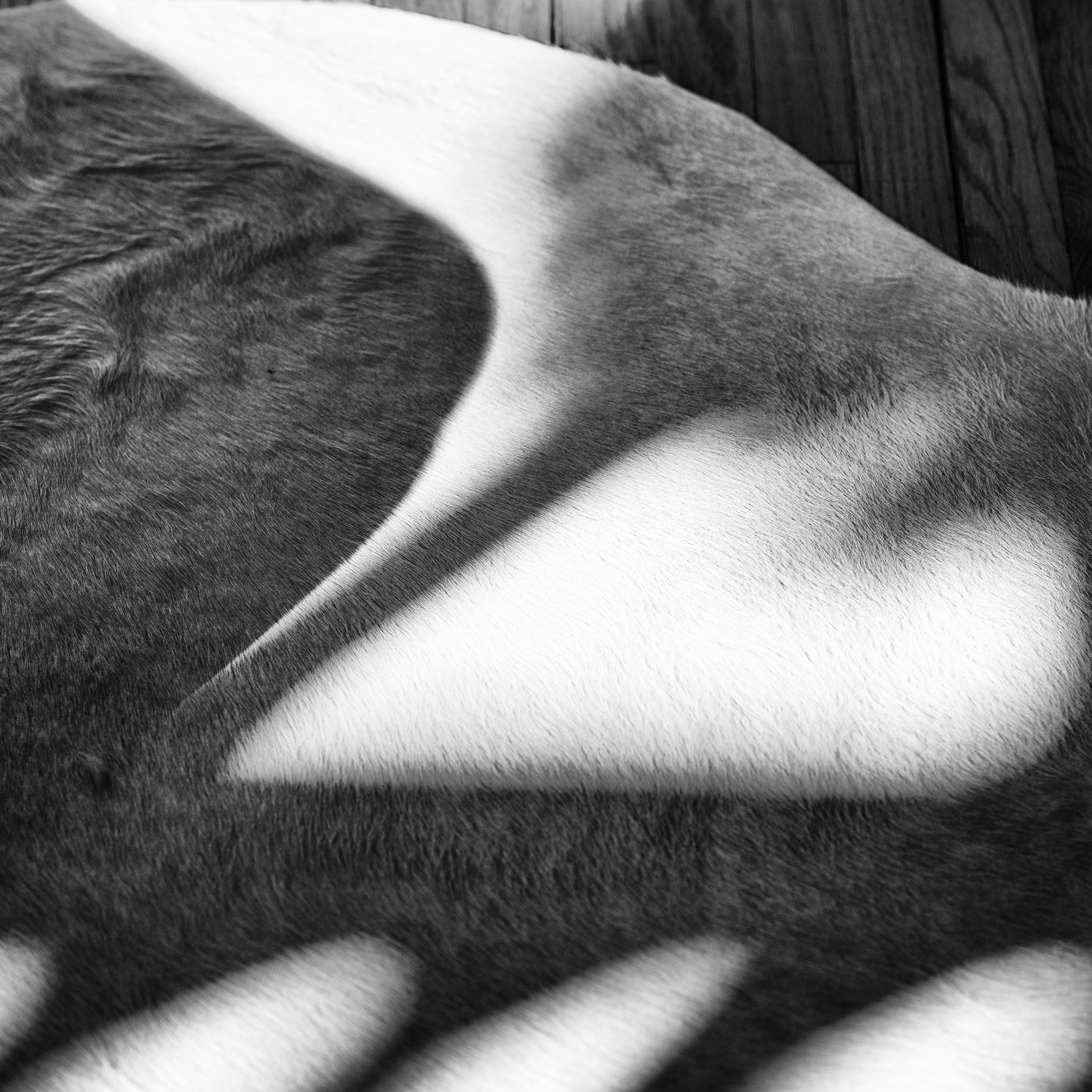 Palm tree with hide, West Hollywood. (c) Jared Fortunato | Photography