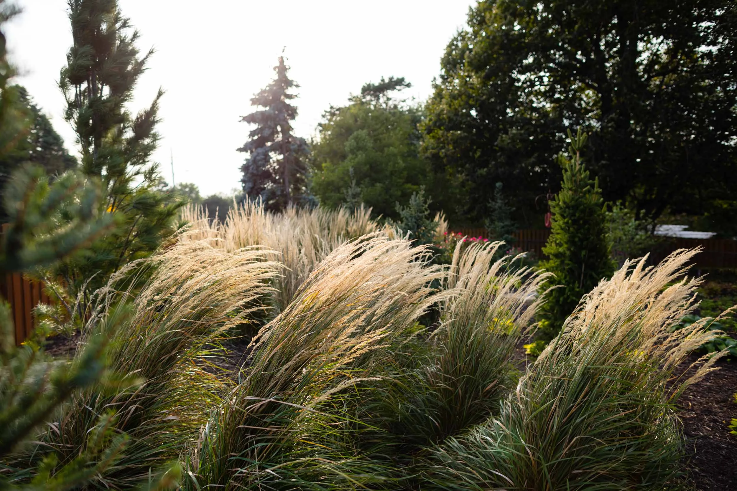 20170919_cc_9733-2.jpg