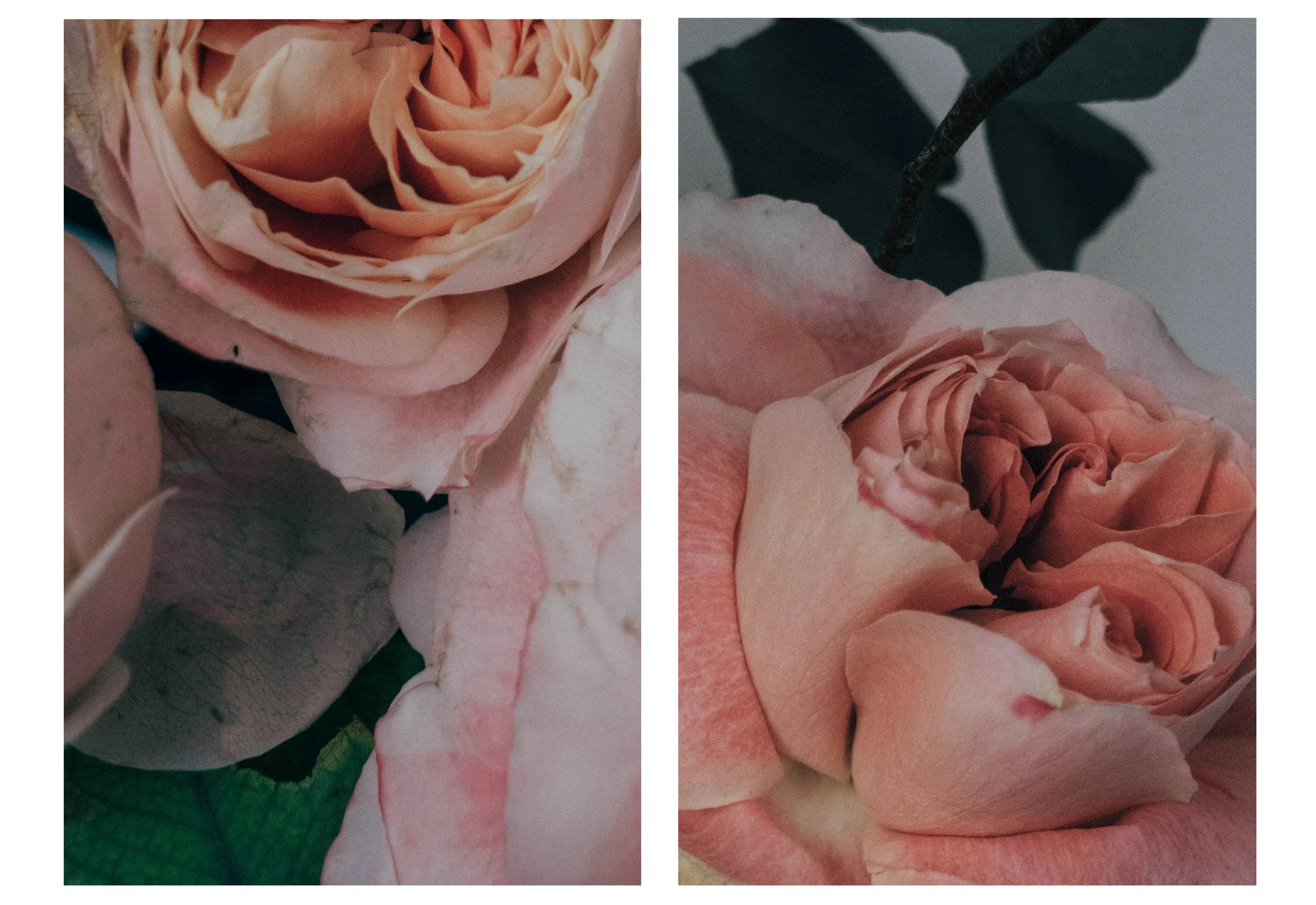 flora_turquesa.jpg