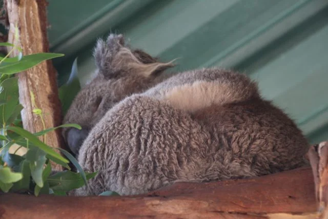 That, my friends, is a sleeping koala. I know . 