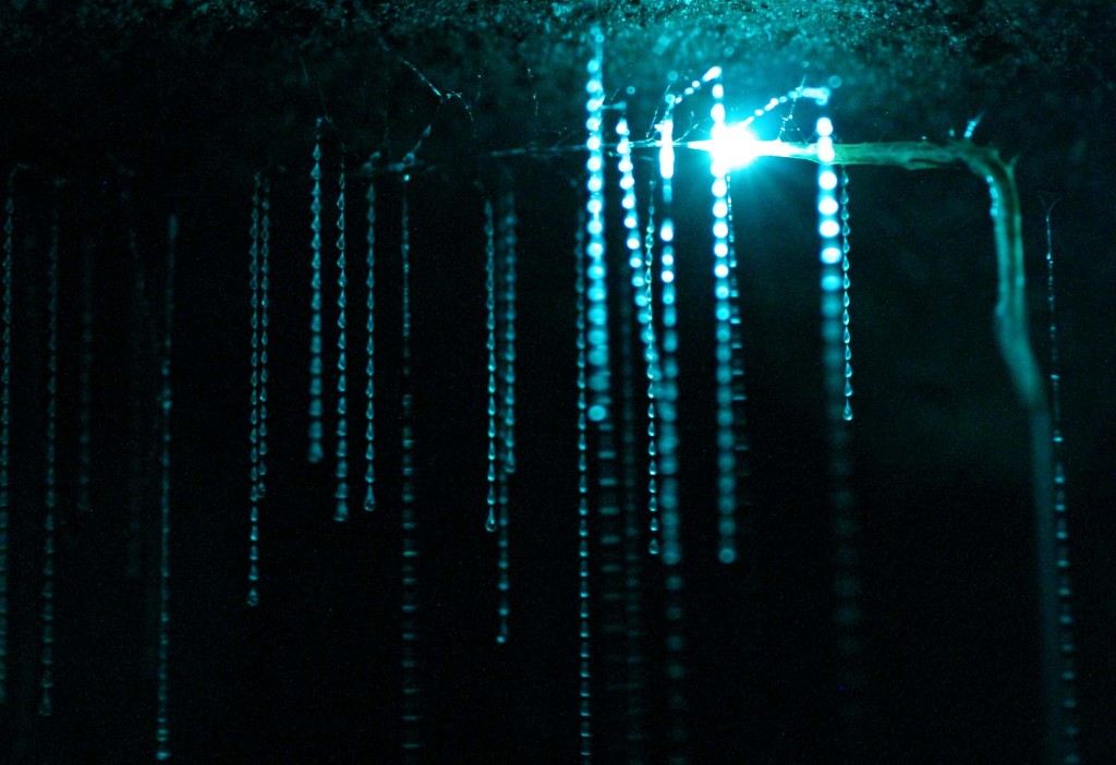 The glowing light attracts the prey that then get stuck in the spider-web-like strings that hang down from the glowing bioluminescent disco ball. It's pretty amazing to see in person. 