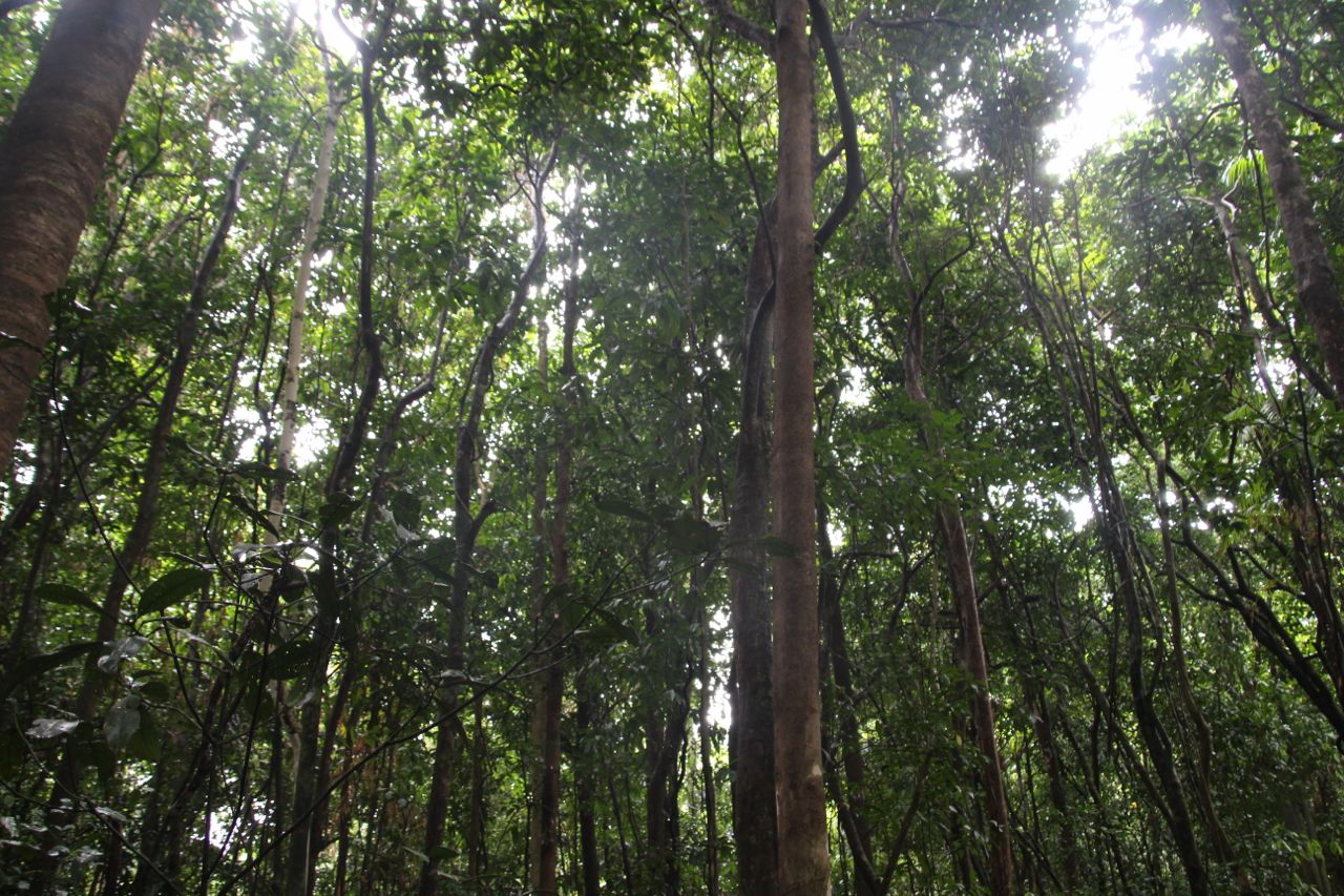 So. Many. Trees.