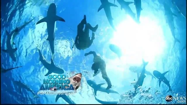 Good Morning America - Tips to Survive a Shark Attack