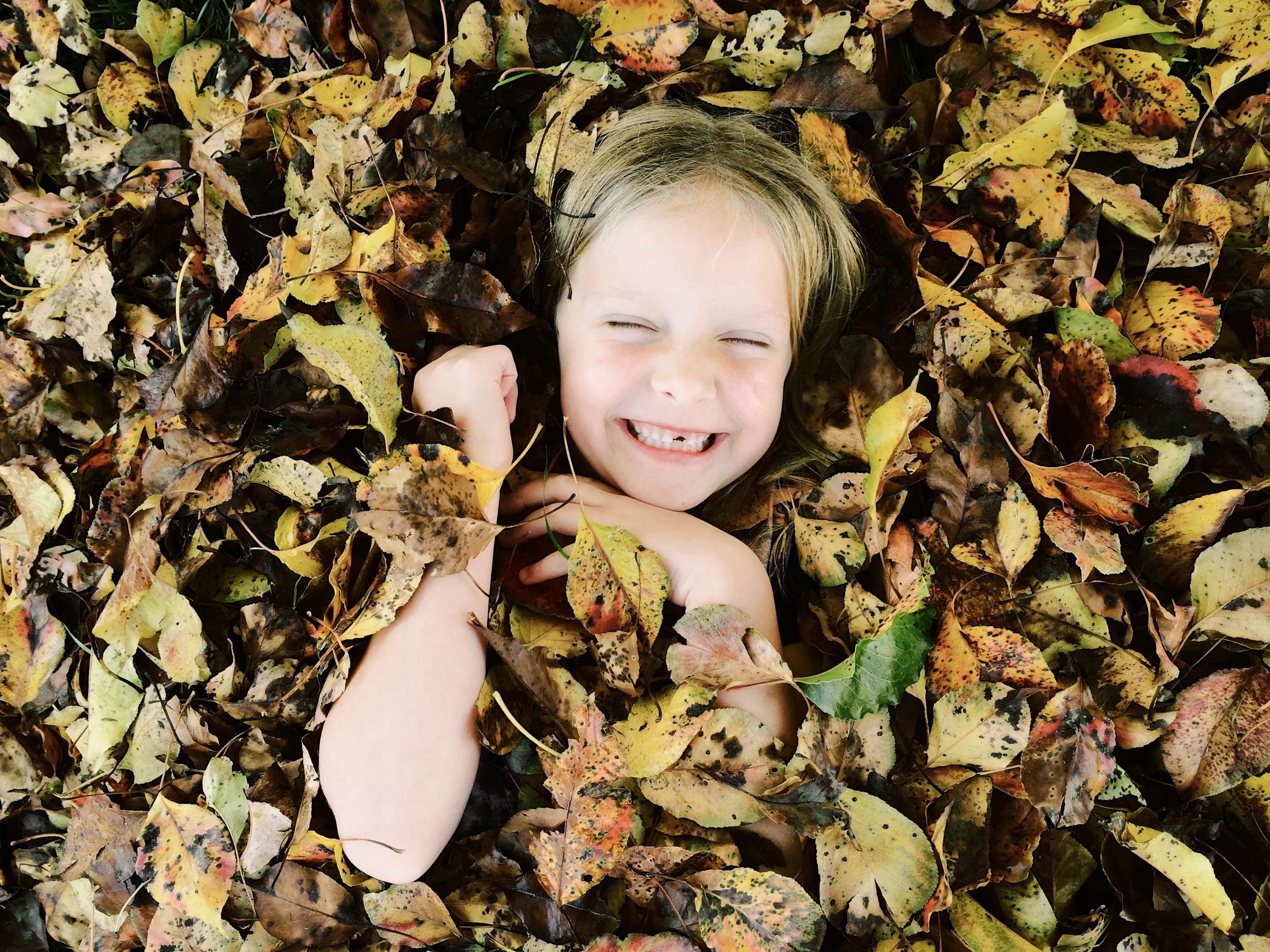 leaves.jpg