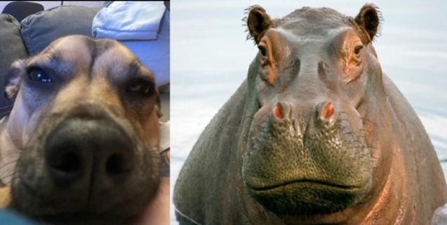 batty the hippo.jpeg