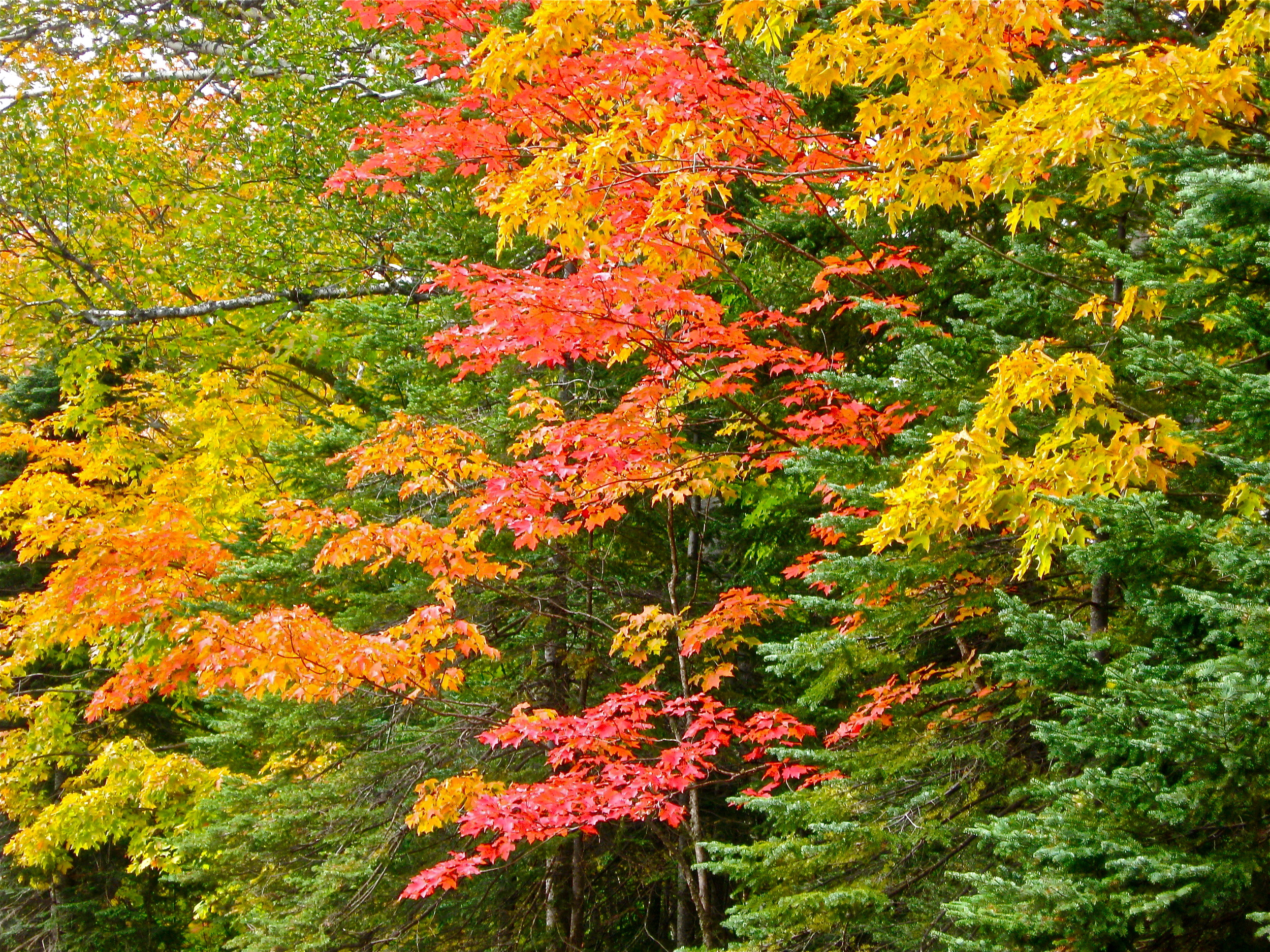 Maples in the fall