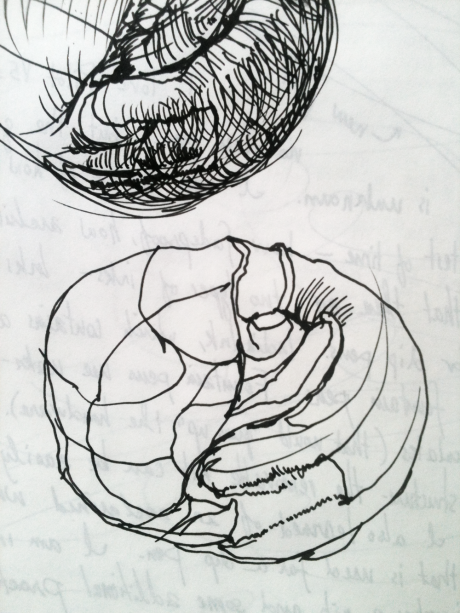 A Sketch Showing the Structure of a Moonsnail Shell That I Made Using Noodler's Pen and Ink