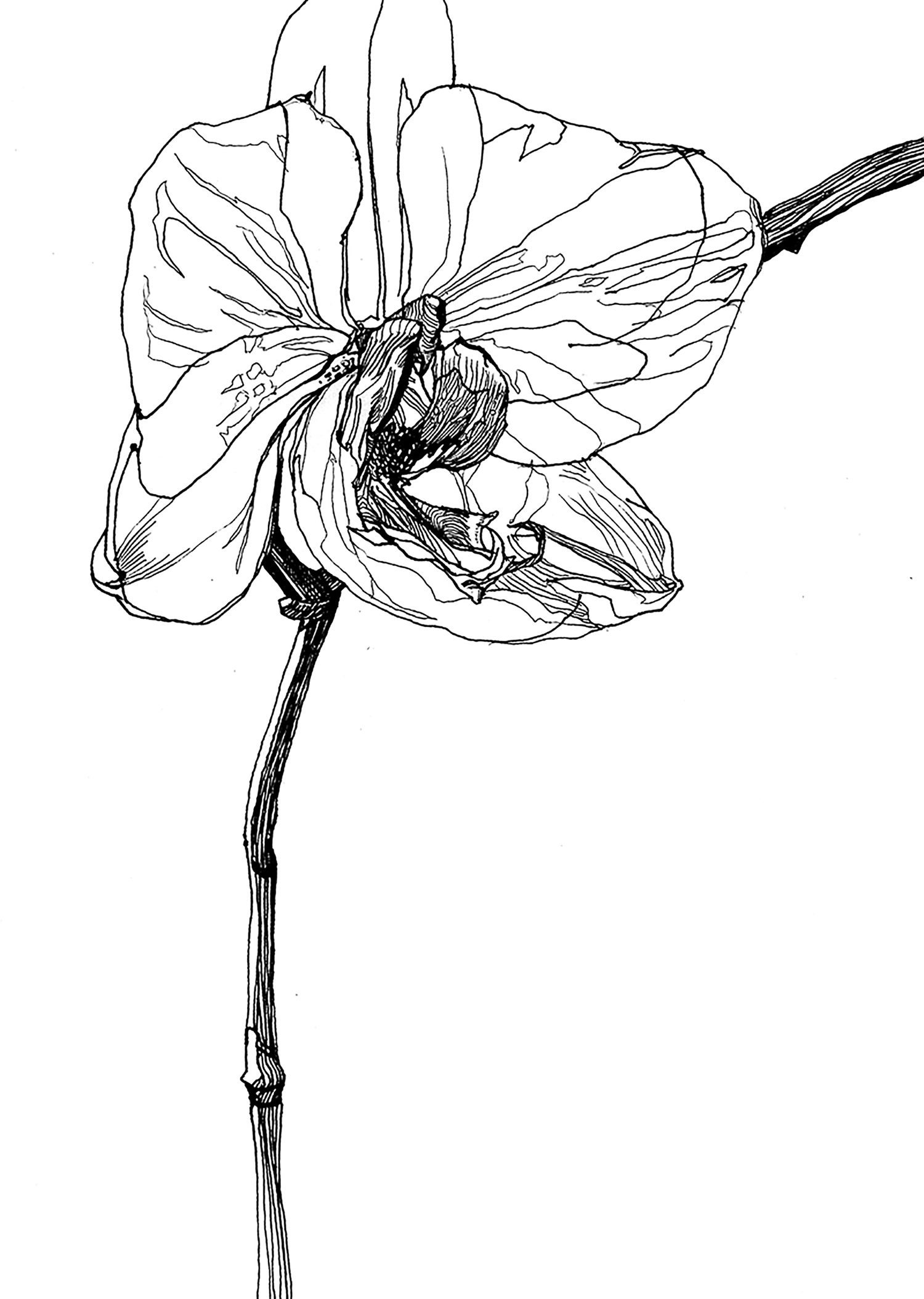 Orchid 1