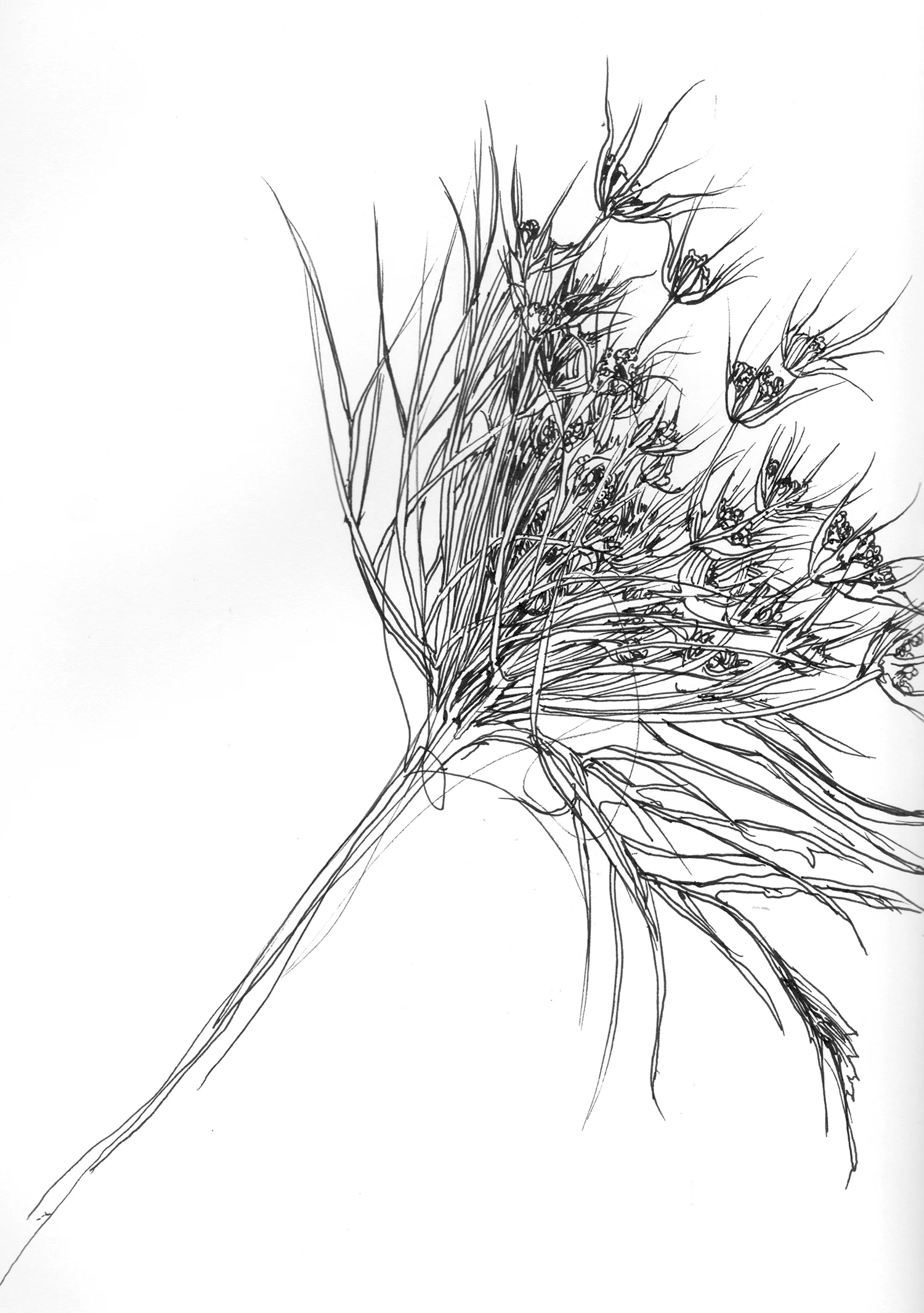 Queen Anne's Lace