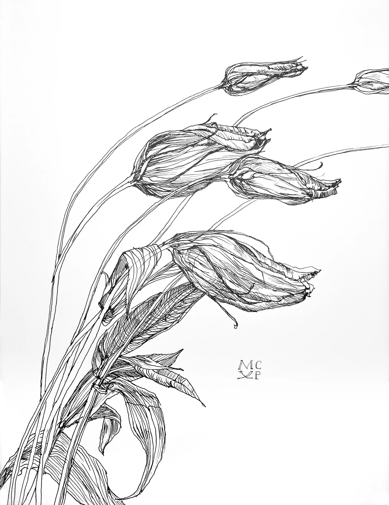 Lisianthus 2
