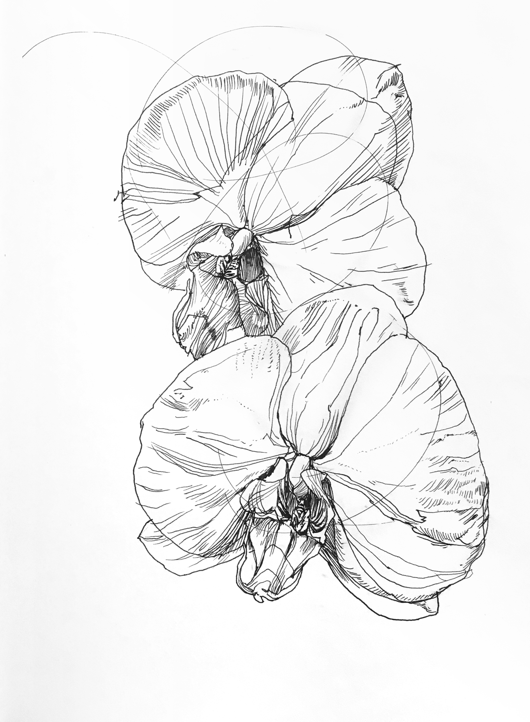 Orchid Pair 2 perhaps.jpg