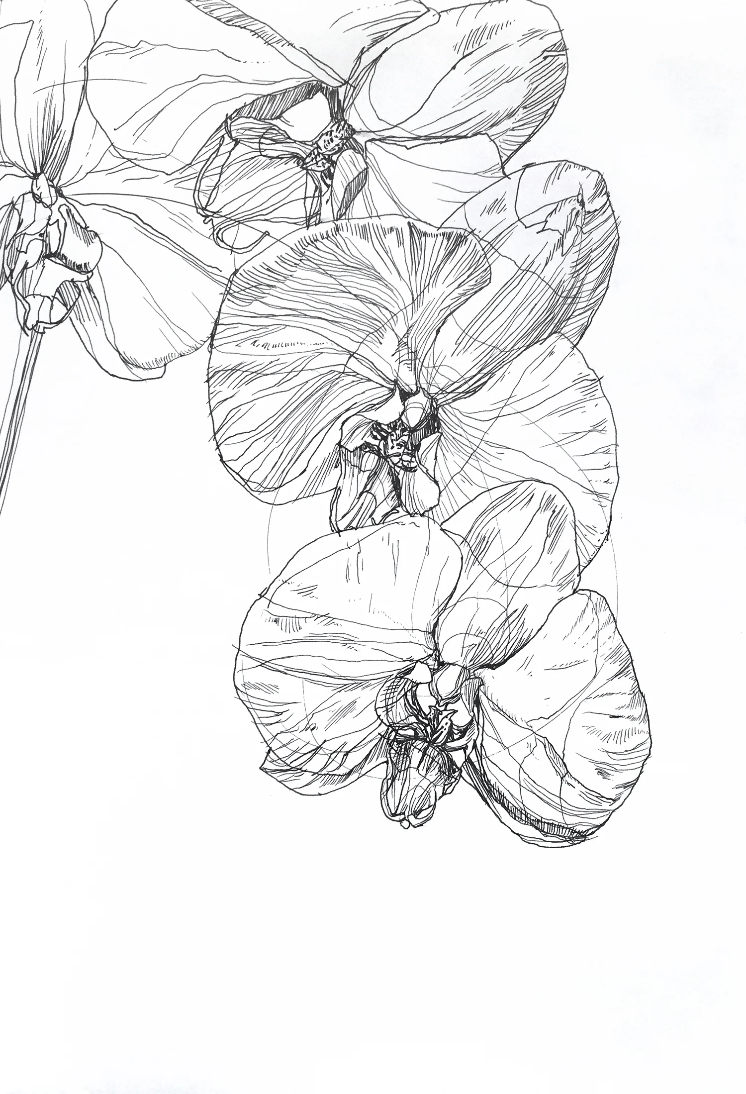 Orchid Cascade