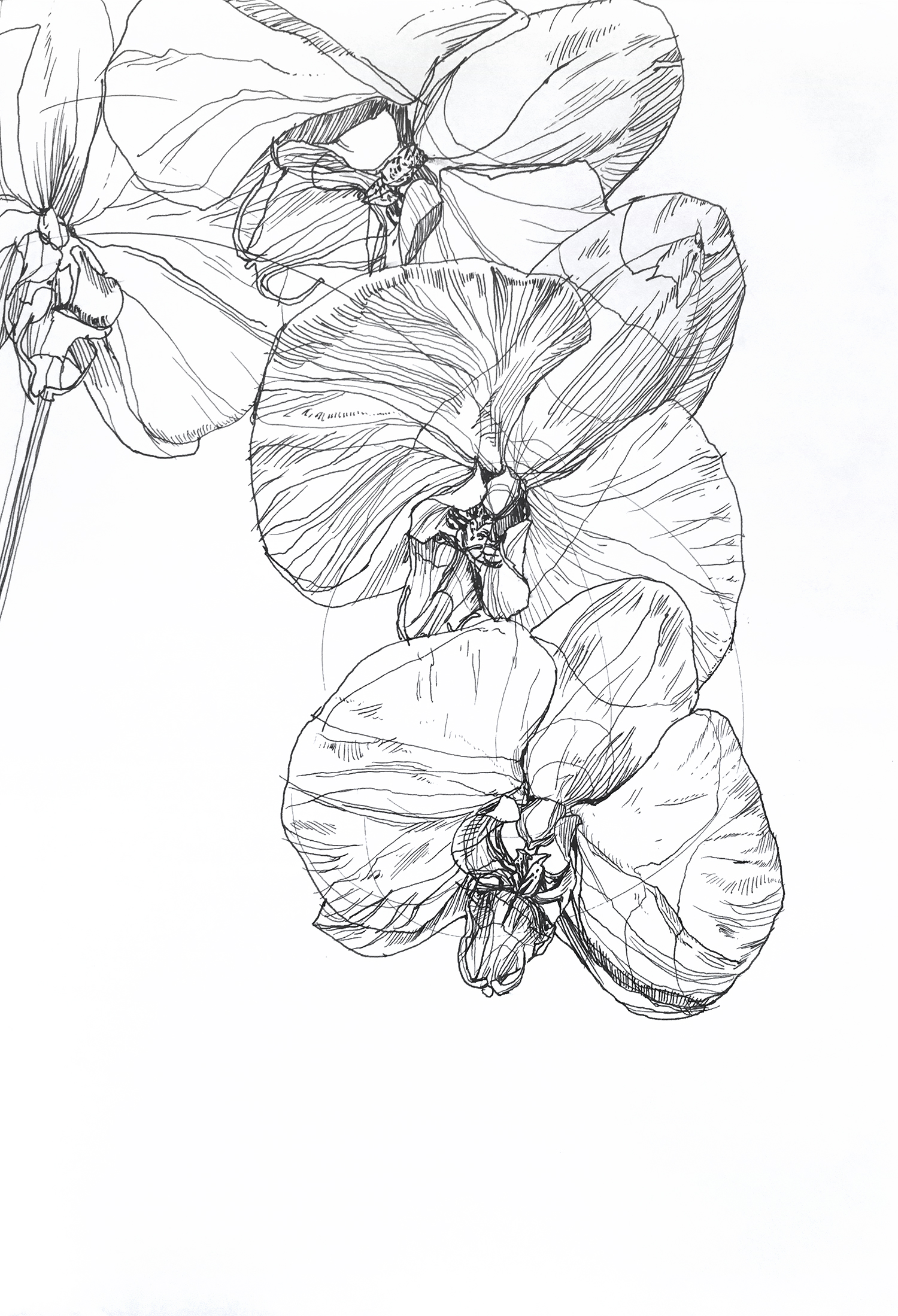 Orchid Cascade