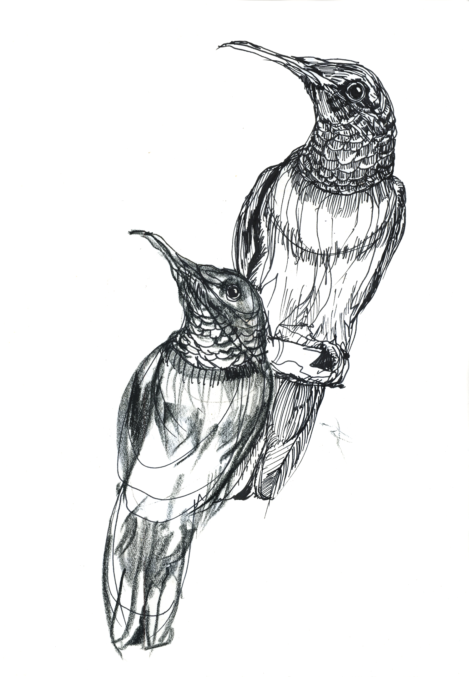 Bird Pair