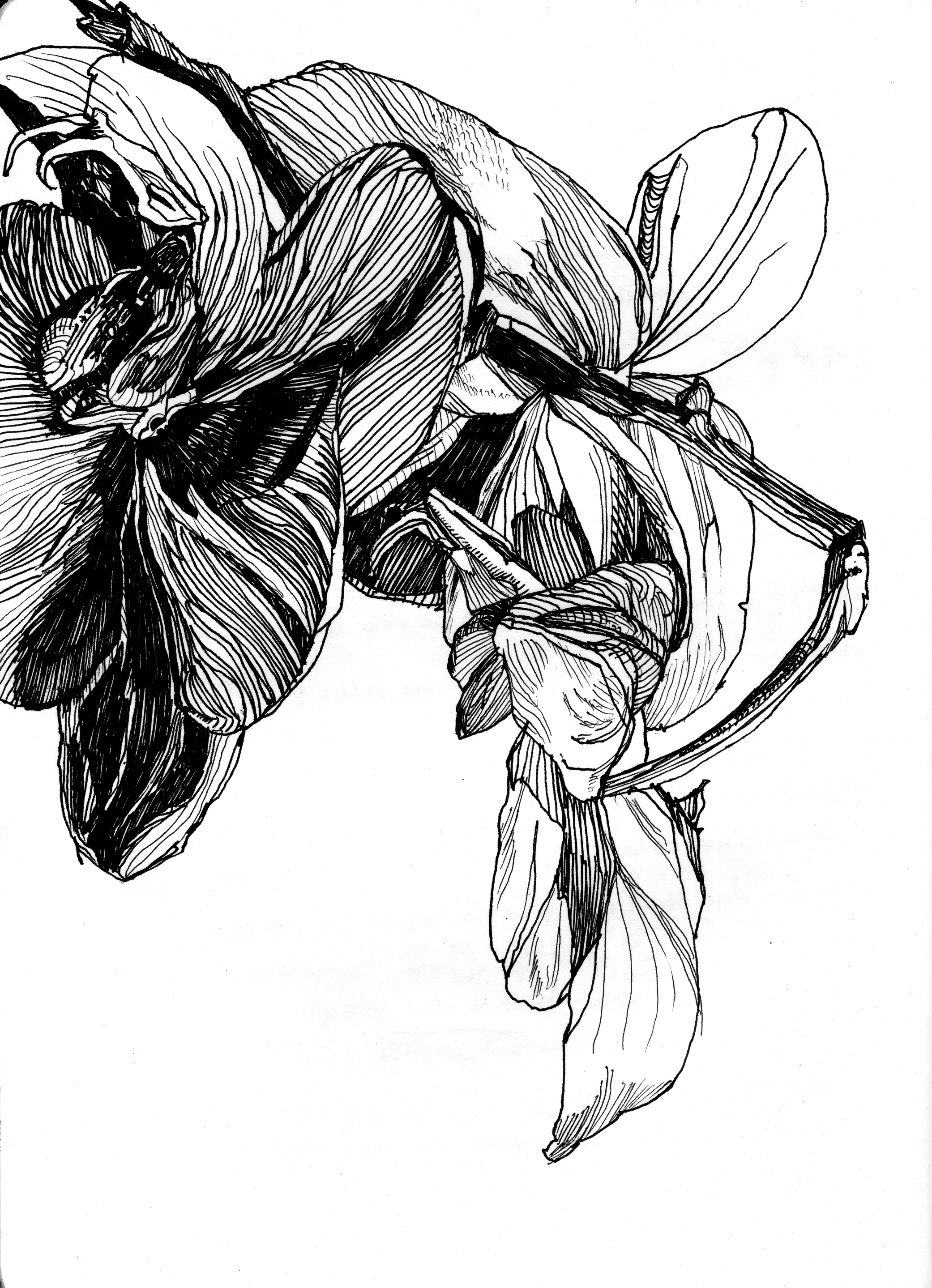 Orchid Drawing