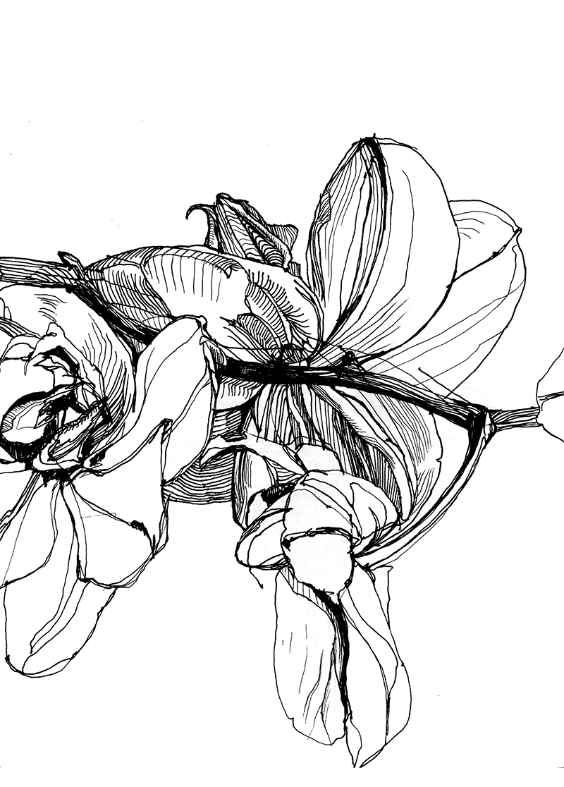 Orchid 3