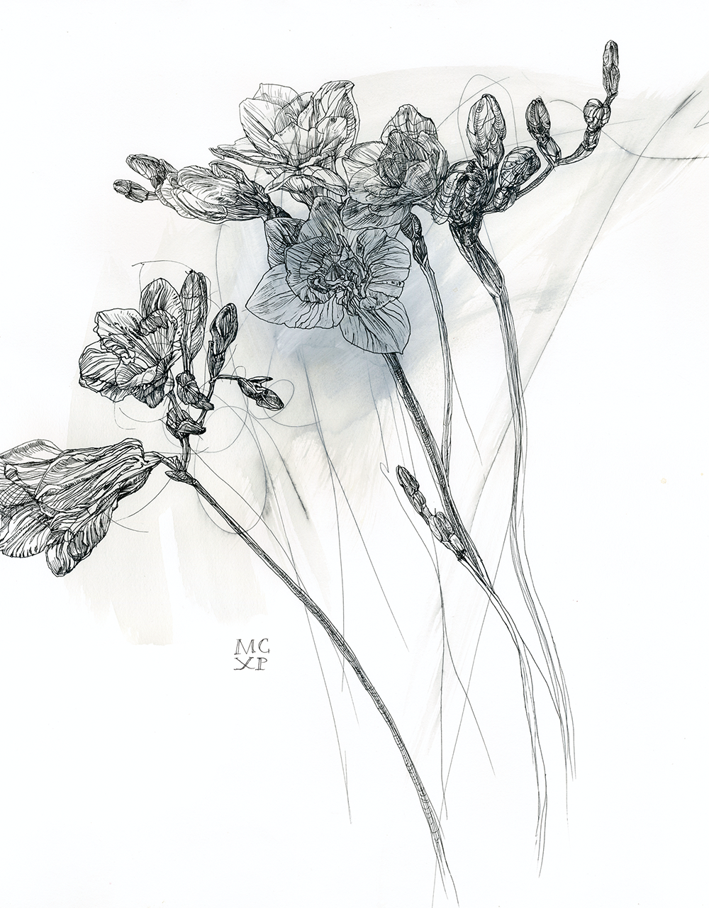 Freesia