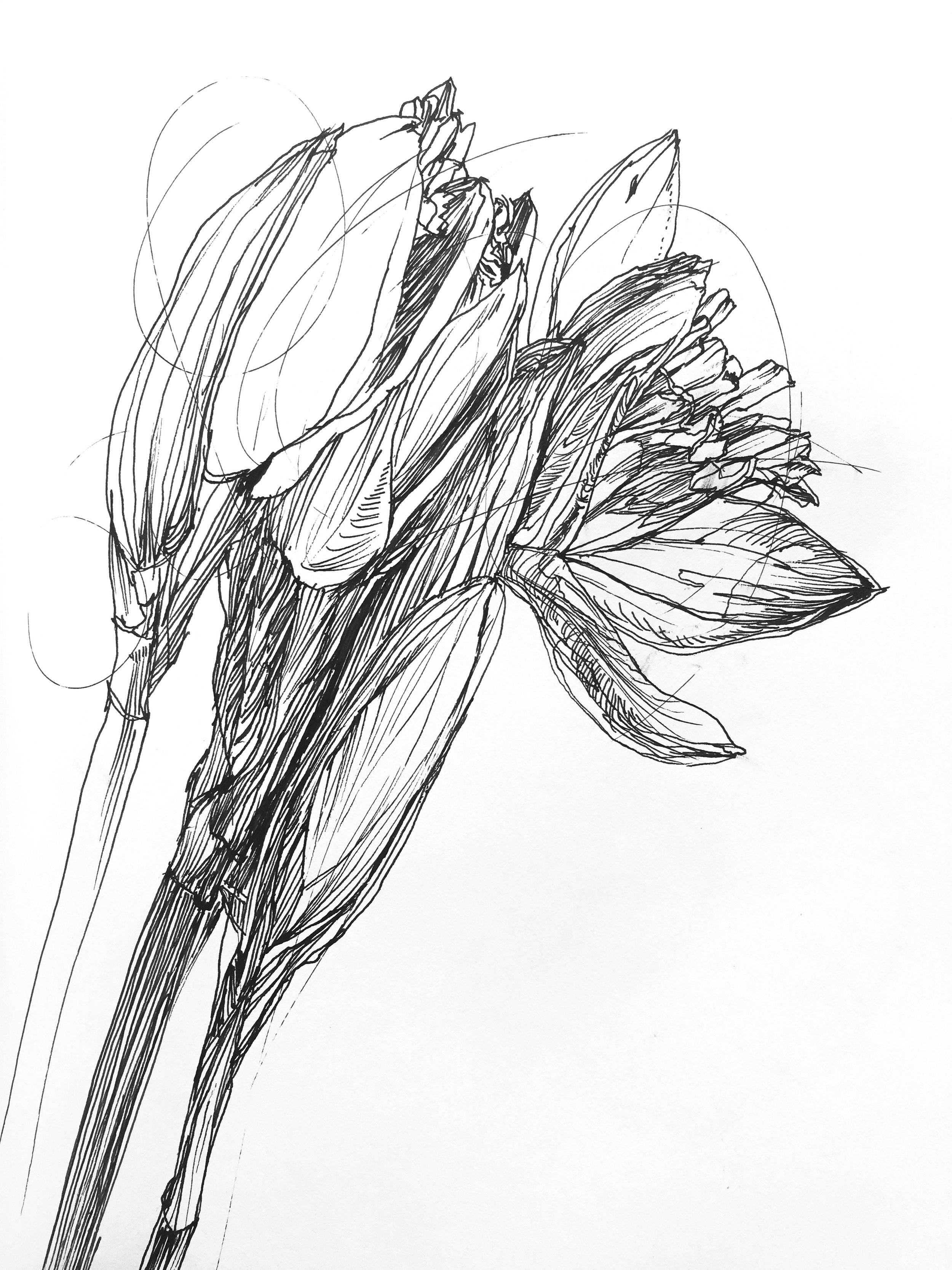 Fresh Daffodils 3