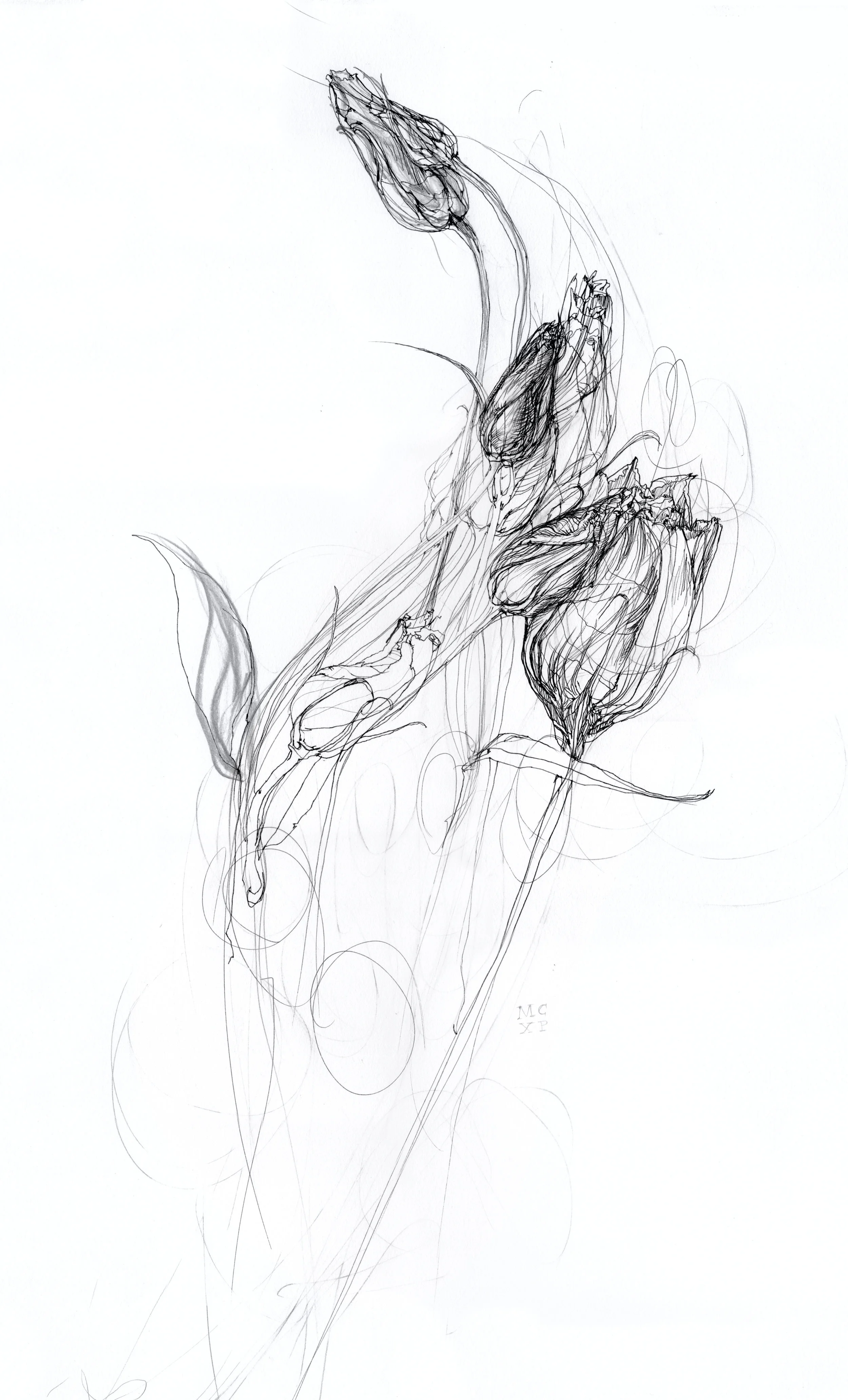 Lisianthus