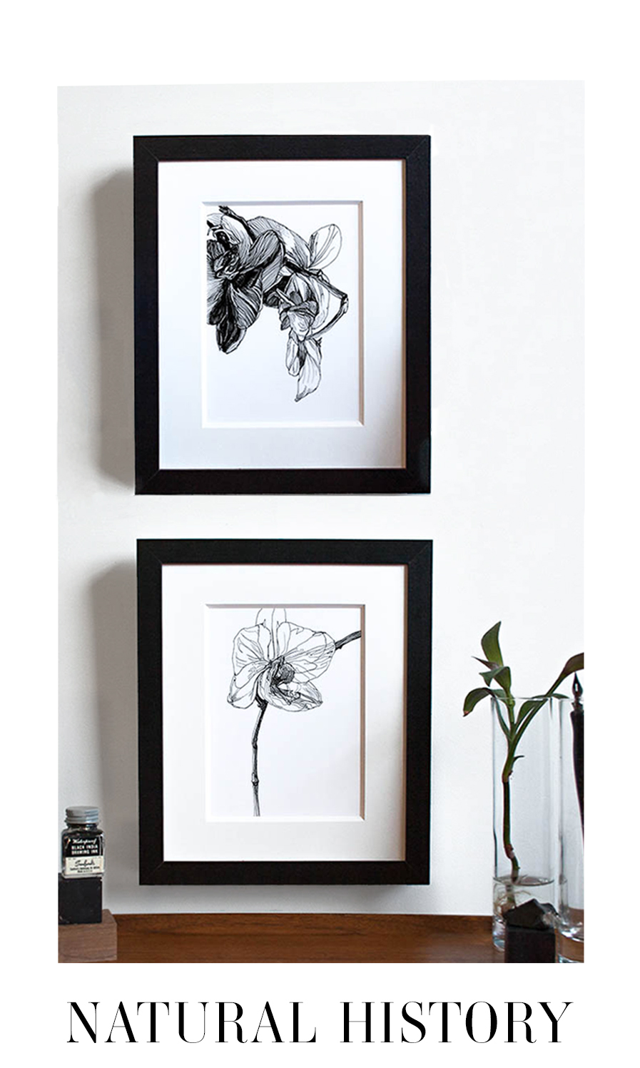 Melissa Carmon Art Drawing Botanical Prints