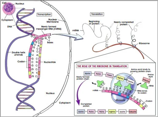 Protein Synthesis.jpg