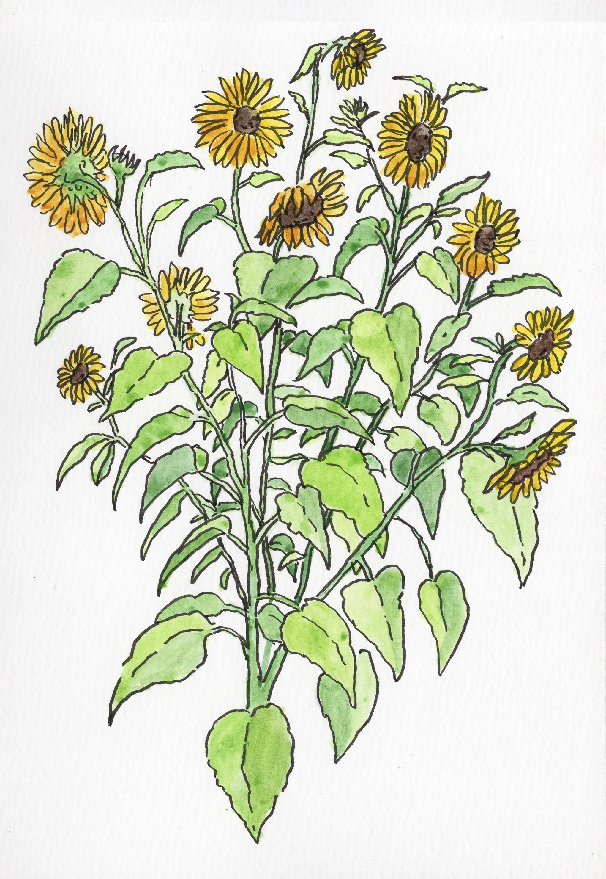 Sunflowers.jpg