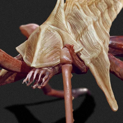 Iktnes_thumb.jpg
