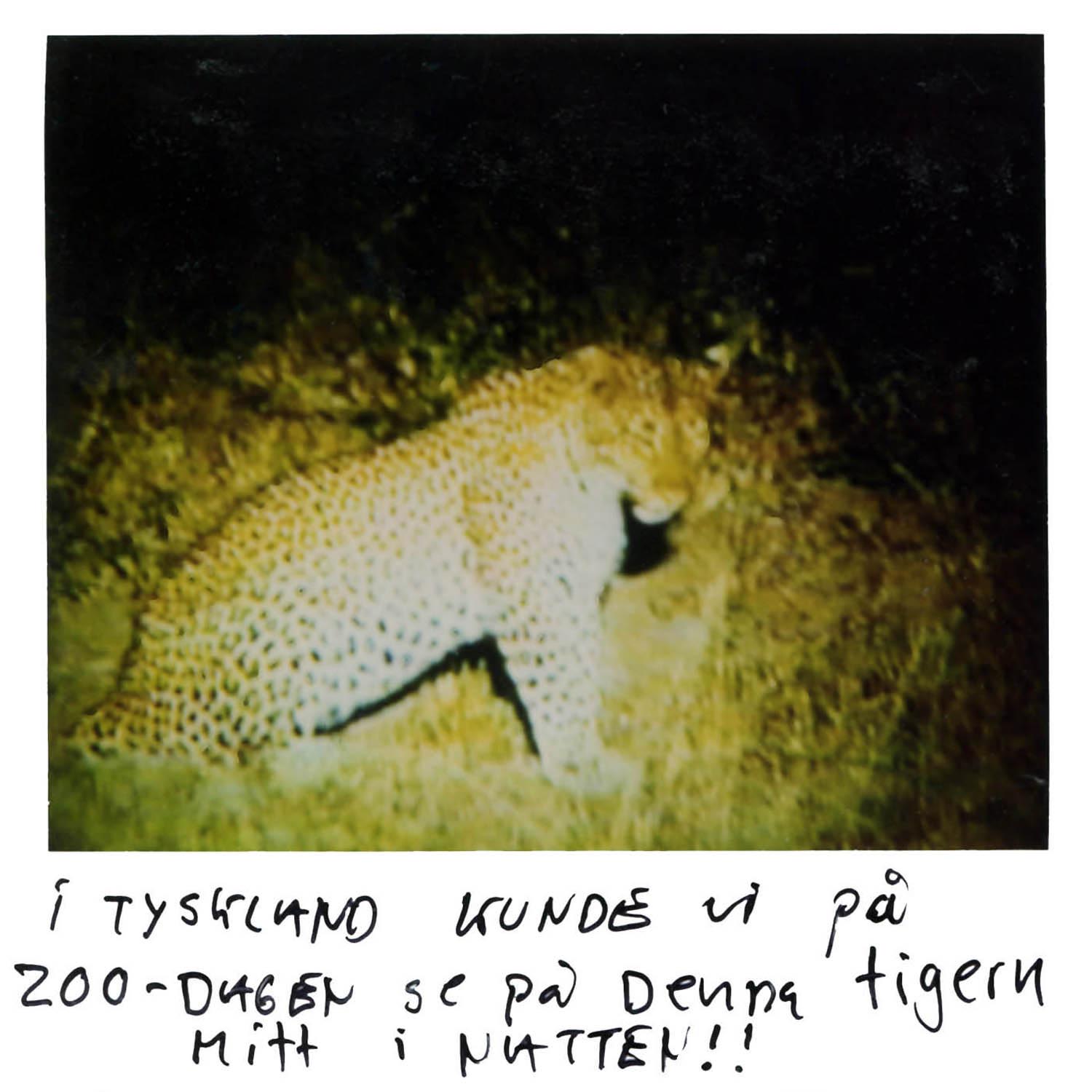 In GERMANY on the ZOO DAY, We saw this tiger in the middle of the night!!!!