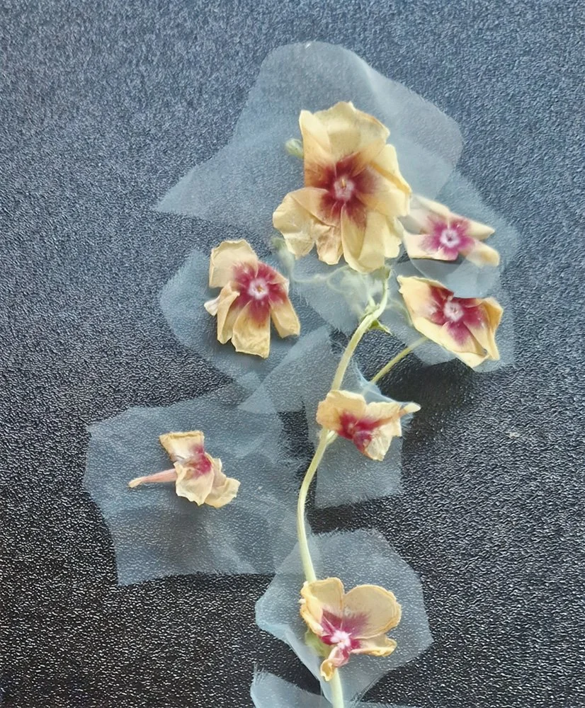 NOW-AKANE-FLOWERS-YELLOW.jpg