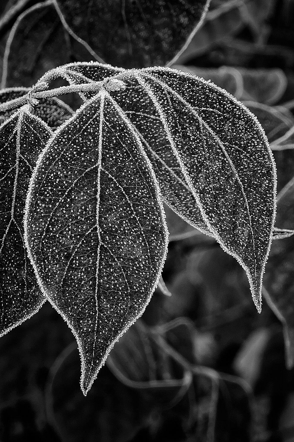 Frosted Leaves, Study No 1 – Bellbrook, Ohio – 2012
