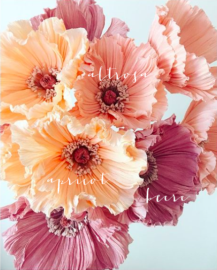 Farben_Mohn02.png