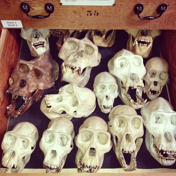 gorilla skulls.png