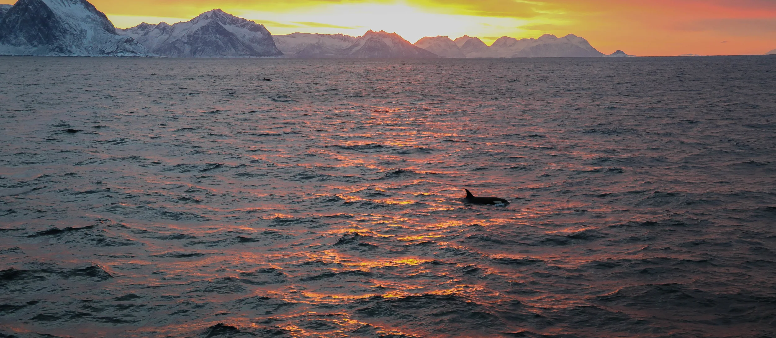 Orca in the Arctic waters of Norway.