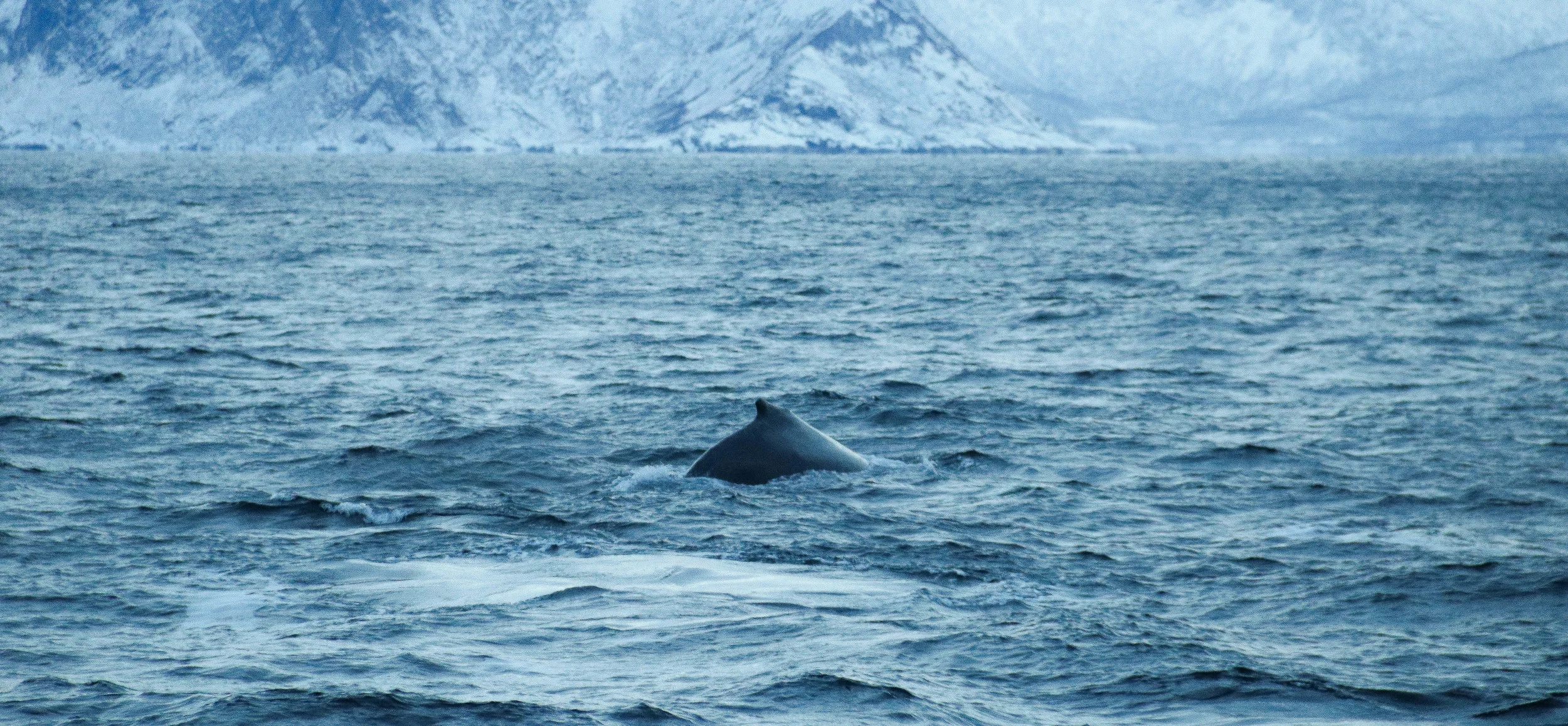 Humpback whale.