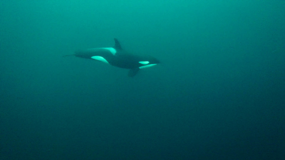 orca from film-31.jpg