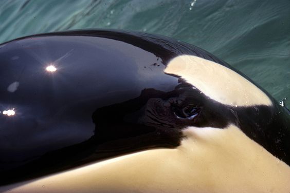 orca eye close-up.jpg