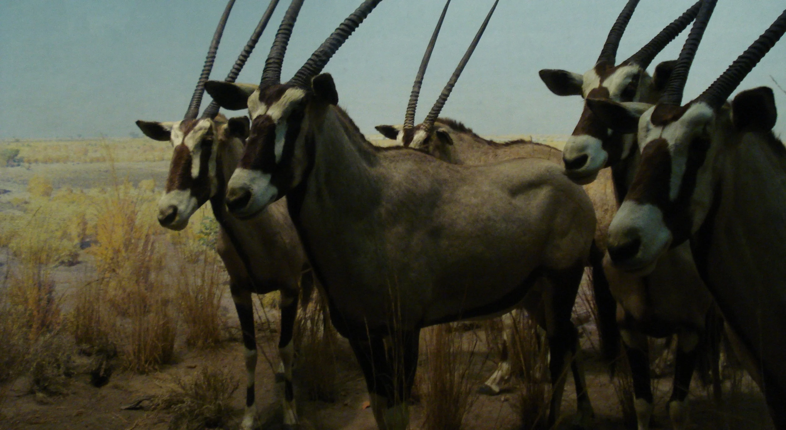 AMNH diorama: Oryx in the plain of Africa.