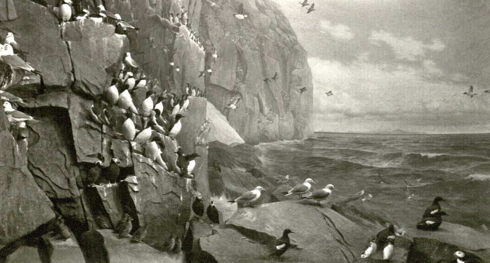 AMNH. Whitney Hall. Guillemots and Seagulls and the odd Puffin.