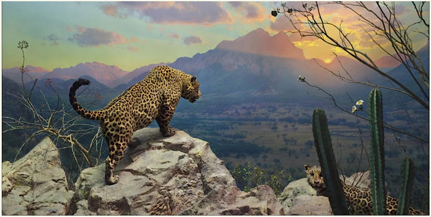Jaguar diorama, AMNH, New York.