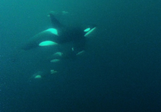 Snorkelling with Orca
