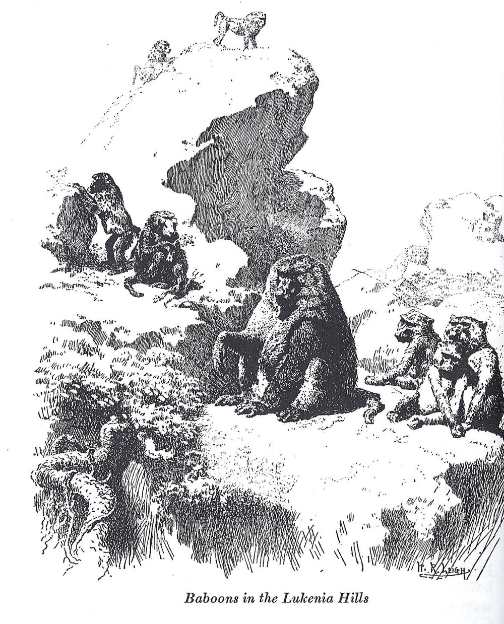 Baboons in Lukenia hills.